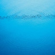 Caribou – Suddenly