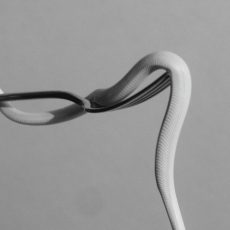 Animals as Leaders – Parrhesia (Opaque Baby Pink)