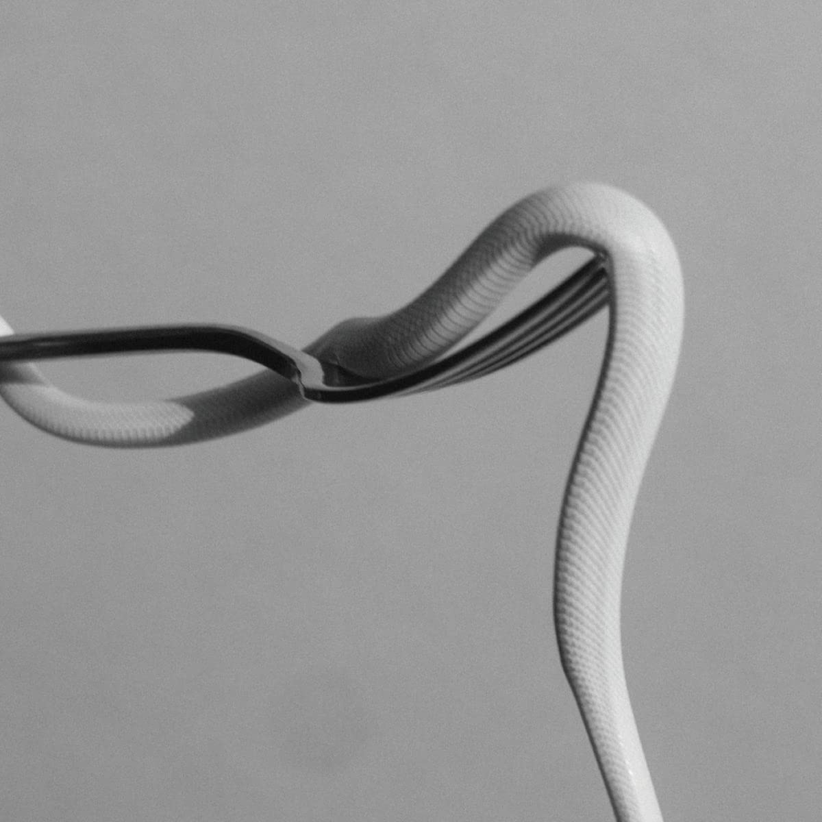 Animals as Leaders – Parrhesia (Opaque Baby Pink)