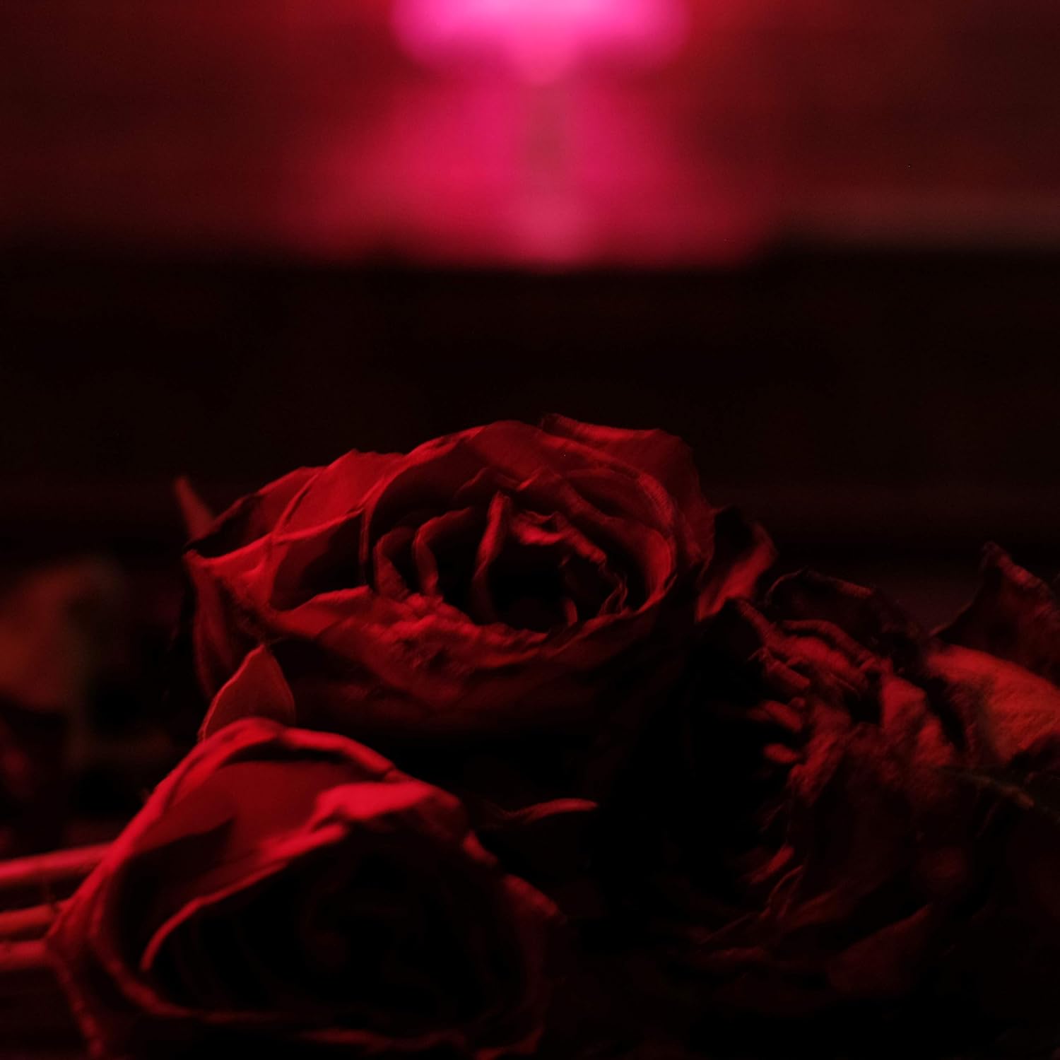 The Paper Kites – Roses